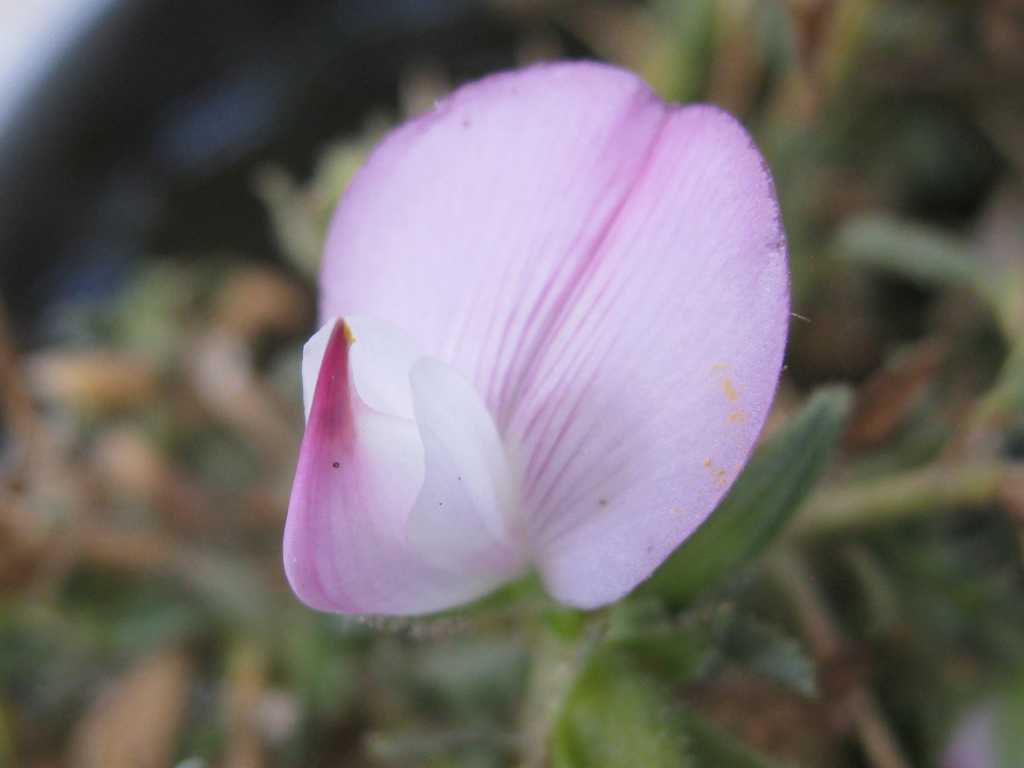Ononis spinosa